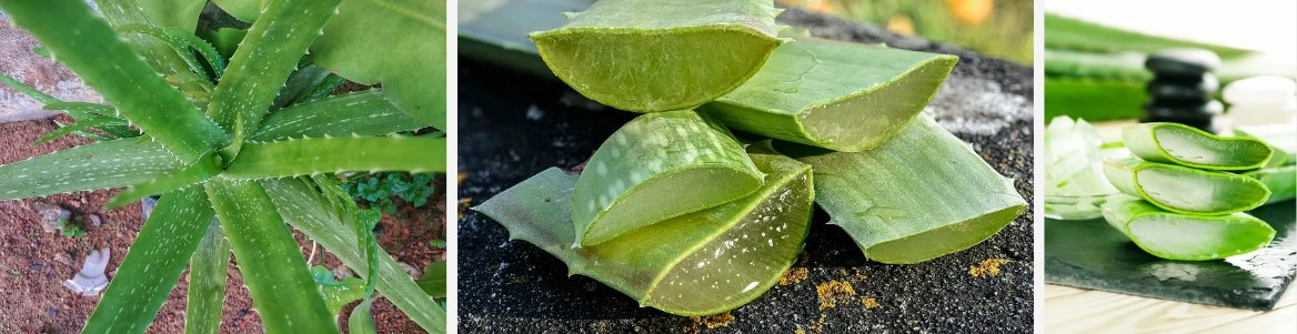 Aloe Vera Extract..jpg